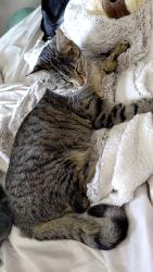 Lost Female Cat last seen 1st rd, Pueblo, CO 81007