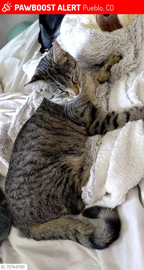Lost Female Cat last seen 1st rd, Pueblo, CO 81007