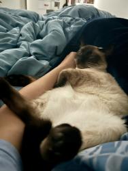 Lost Male Cat last seen Tiger Trl and AW Grimes, Round Rock, TX 78664