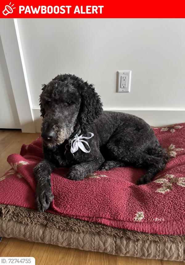 Lost Male Dog last seen Vic Airport / McTavish Rd. / West Saanich, North Saanich, BC V8L 5T9