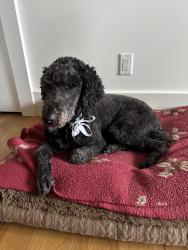Lost Male Dog last seen Vic Airport / McTavish Rd. / West Saanich, North Saanich, BC V8L 5T9