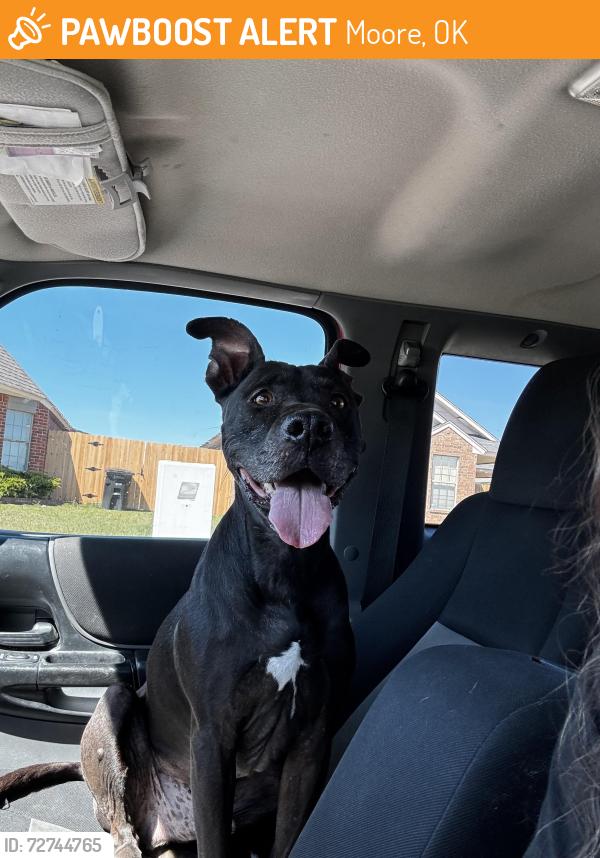 Found/Stray Male Dog last seen soutgmoore highschool, Moore, OK 73160