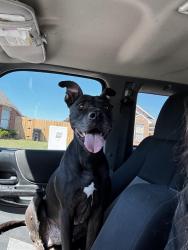 Found/Stray Male Dog last seen soutgmoore highschool, Moore, OK 73160