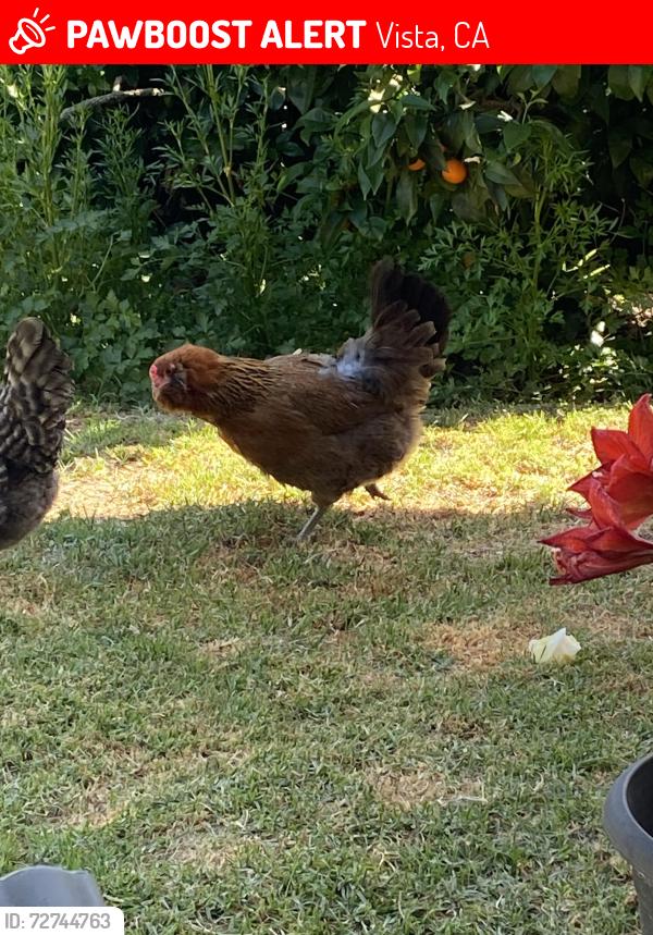 Lost Female Other last seen Melrose drive, Vista Ca, Vista, CA 92083