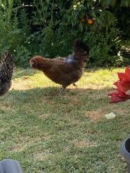 Lost Female Other last seen Melrose drive, Vista Ca, Vista, CA 92083