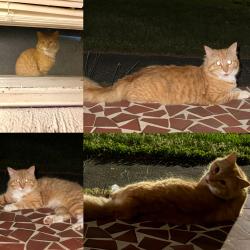 Found/Stray Male Cat last seen Linwood Rd and S Myrtle School Rd, Gastonia, NC 28052