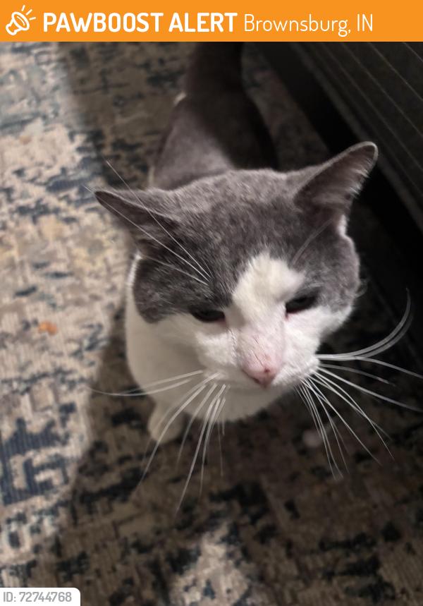 Found/Stray Male Cat last seen E County Rd 950 N & Wilson Rd, Brownsburg, IN 46112
