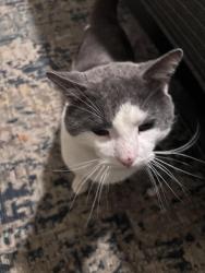 Found/Stray Male Cat last seen E County Rd 950 N & Wilson Rd, Brownsburg, IN 46112