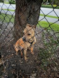 Found/Stray Male Dog last seen oakland bark, Oakland Park, FL 33309