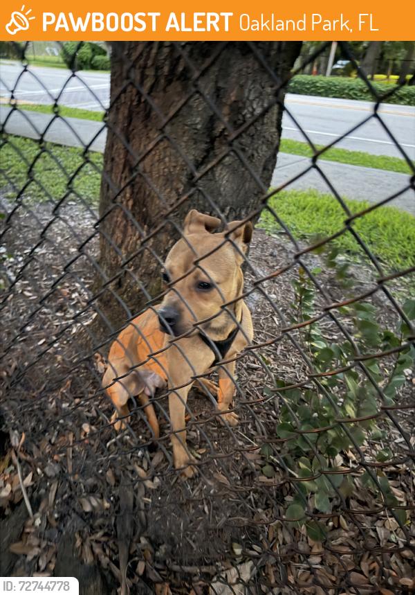 Found/Stray Male Dog last seen oakland bark, Oakland Park, FL 33309