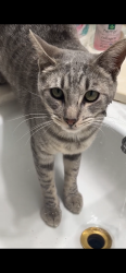 Lost Female Cat last seen n mckinley st and indiana ave, Corona, CA 92879