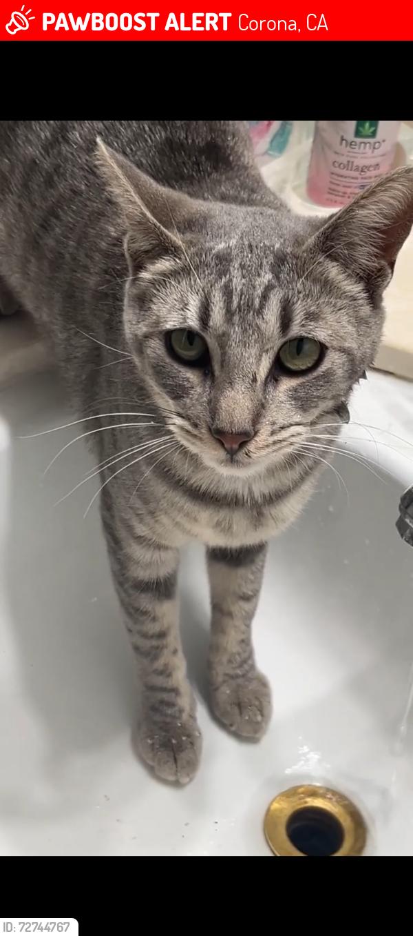 Lost Female Cat last seen n mckinley st and indiana ave, Corona, CA 92879