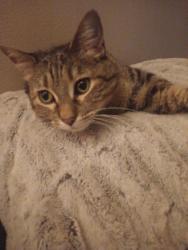 Lost Female Cat last seen Villa West s, Topeka, KS 66614