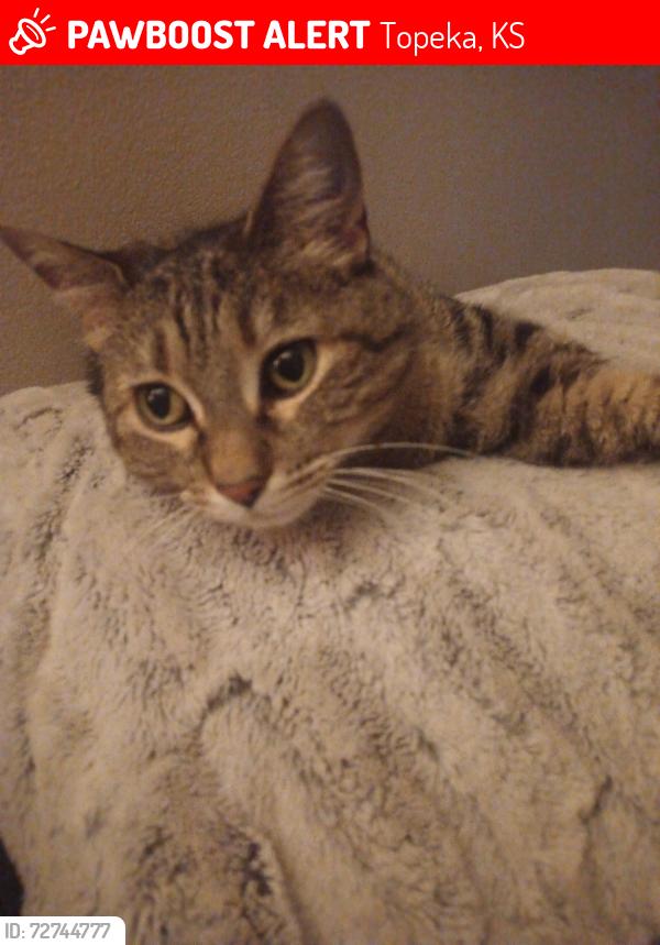 Lost Female Cat last seen Villa West s, Topeka, KS 66614