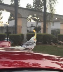 Found/Stray Unknown Bird last seen E Jackson Ave Anaheim, CA  92806 United States, Anaheim, CA 92806