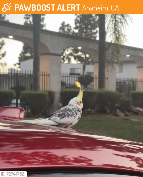 Found/Stray Unknown Bird last seen E Jackson Ave Anaheim, CA  92806 United States, Anaheim, CA 92806