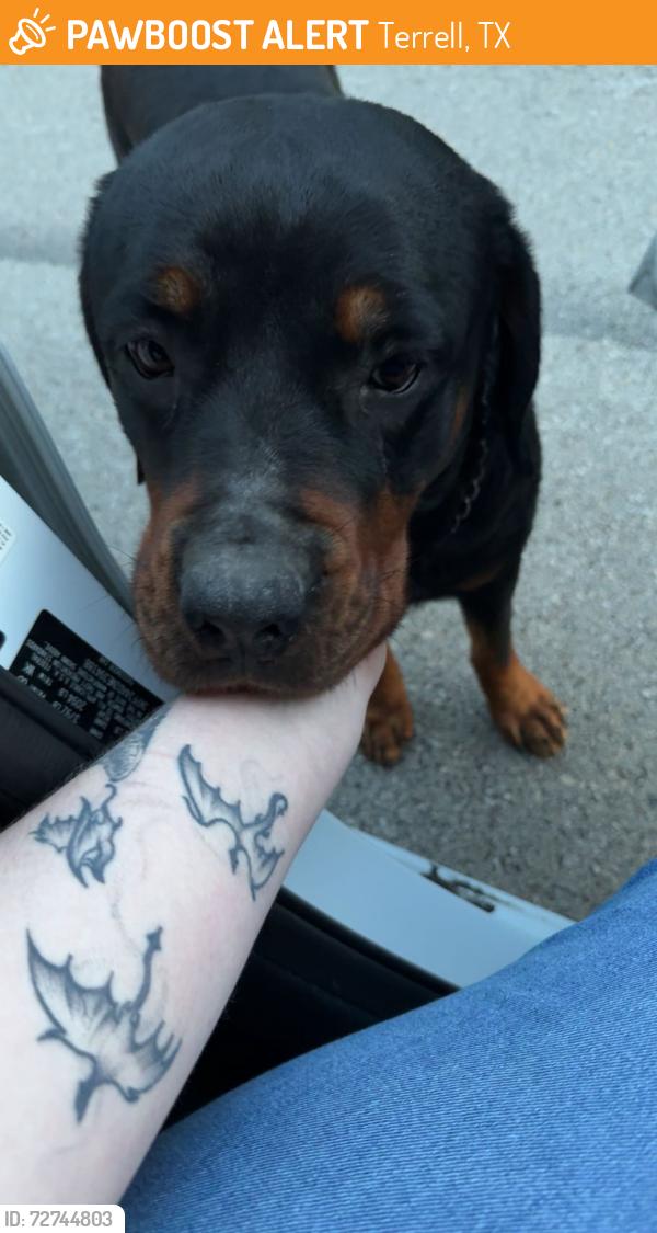 Found/Stray Female Dog last seen Hiram road , Terrell, TX 75161