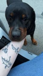 Found/Stray Female Dog last seen Hiram road , Terrell, TX 75161