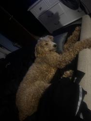 Lost Male Dog last seen Hanging fork creek off of hwy 150, Stanford, KY 40484