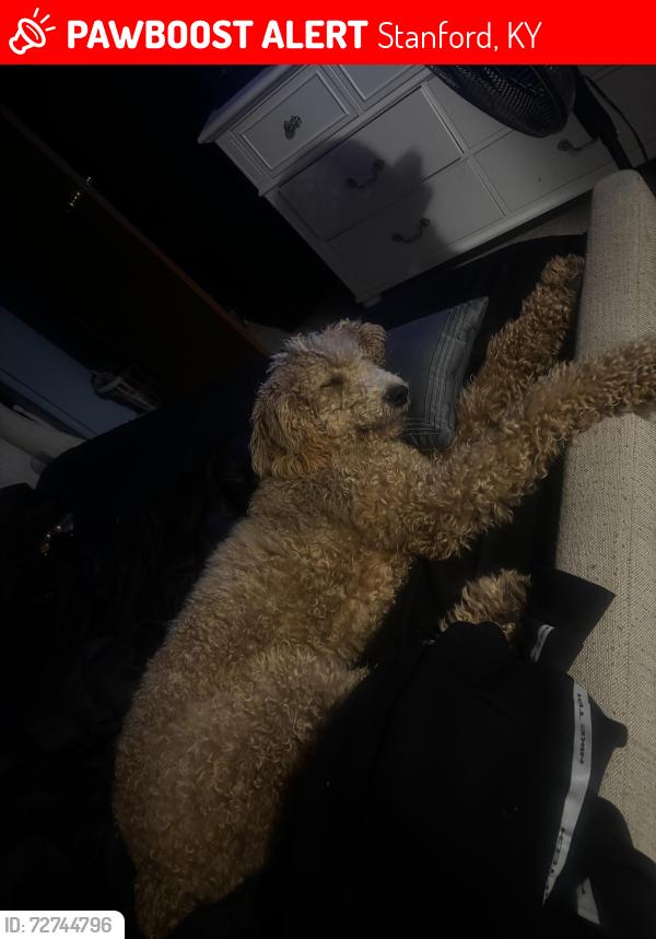 Lost Male Dog last seen Hanging fork creek off of hwy 150, Stanford, KY 40484