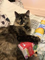 Lost Female Cat last seen Osceola , Westminster, CO 80030