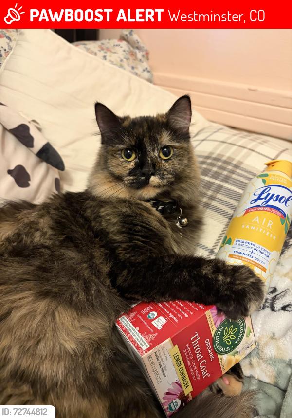 Lost Female Cat last seen Osceola , Westminster, CO 80030