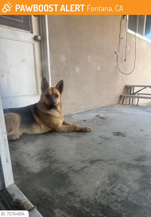 Found/Stray Male Dog last seen Citrus & arrow , Fontana, CA 92335
