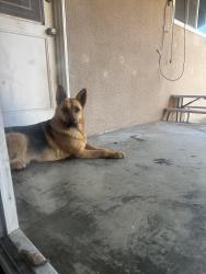 Found/Stray Male Dog last seen Citrus & arrow , Fontana, CA 92335