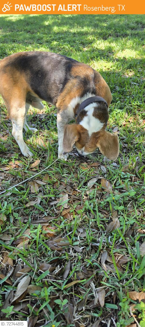 Found/Stray Male Dog last seen Ace CT Rosenberg TX 77471, Rosenberg, TX 77471