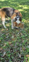 Found/Stray Male Dog last seen Ace CT Rosenberg TX 77471, Rosenberg, TX 77471