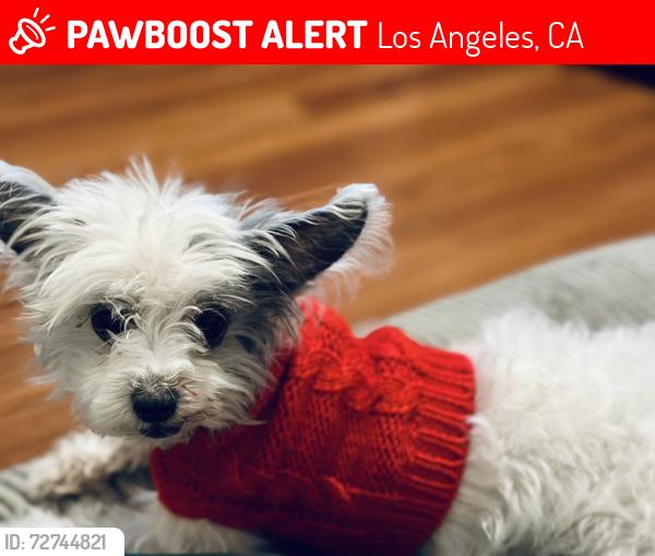 Lost Female Dog last seen Woodlawn ave, Los Angeles, CA 90011