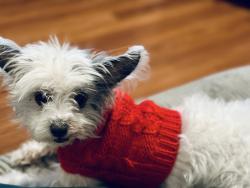 Lost Female Dog last seen Woodlawn ave, Los Angeles, CA 90011