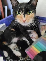 Lost Female Cat last seen Our street intersects with the Don Biddle Community park., Dublin, CA 94568