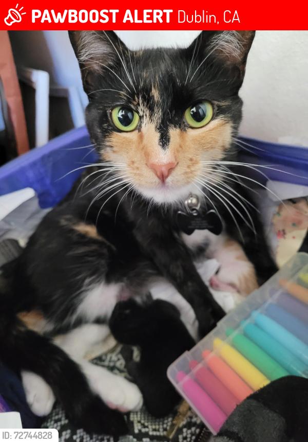 Lost Female Cat last seen Our street intersects with the Don Biddle Community park., Dublin, CA 94568