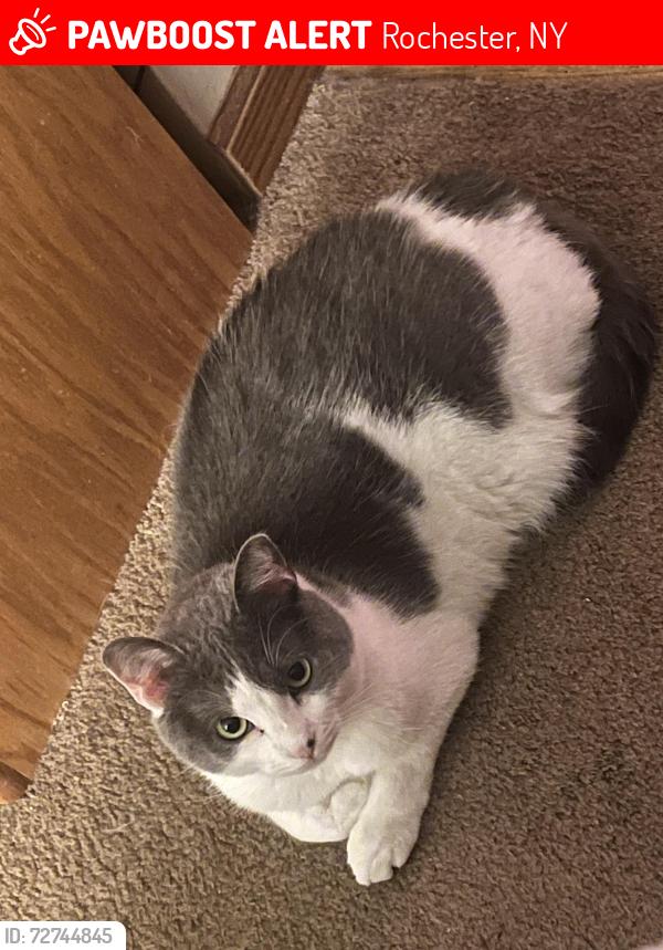 Lost Female Cat last seen Menard Drive, Rochester, NY 14616