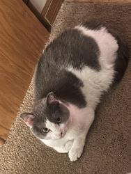 Lost Female Cat last seen Menard Drive, Rochester, NY 14616