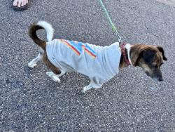 Found/Stray Male Dog last seen 64th , Tacoma, WA 98404