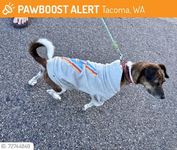 Found/Stray Male Dog last seen 64th , Tacoma, WA 98404