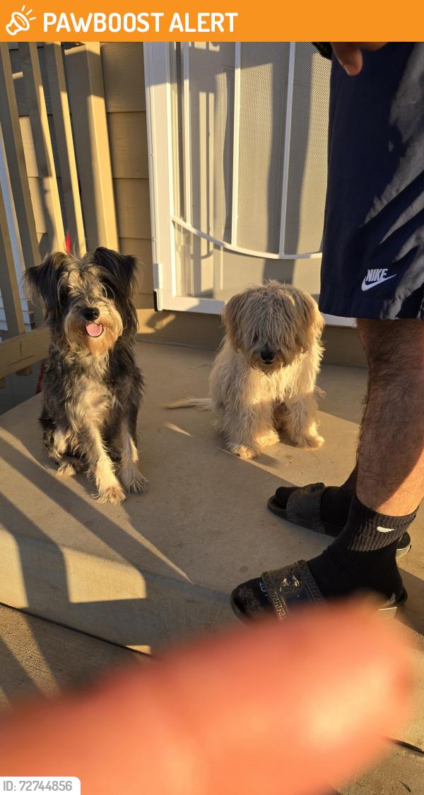 Found/Stray Unknown Dog last seen Gunther Rd  and Menifee Rd, Riverside County, CA 92548