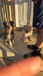 Found/Stray Unknown Dog last seen Gunther Rd  and Menifee Rd, Riverside County, CA 92548
