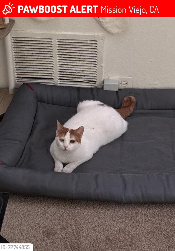 Lost Male Cat last seen Los Alisos , Mission Viejo, CA 92692