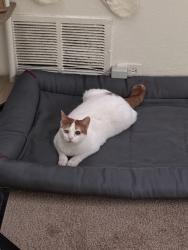Lost Male Cat last seen Los Alisos , Mission Viejo, CA 92692