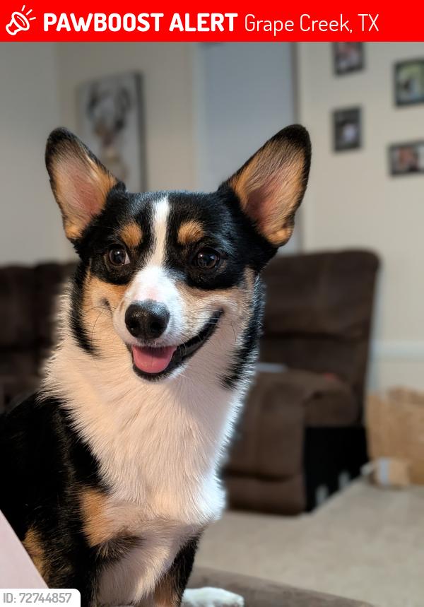 Lost Male Dog last seen Morning dove , Grape Creek, TX 76901