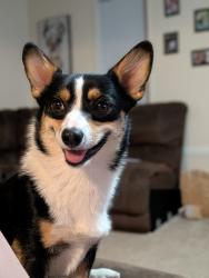 Lost Male Dog last seen Morning dove , Grape Creek, TX 76901