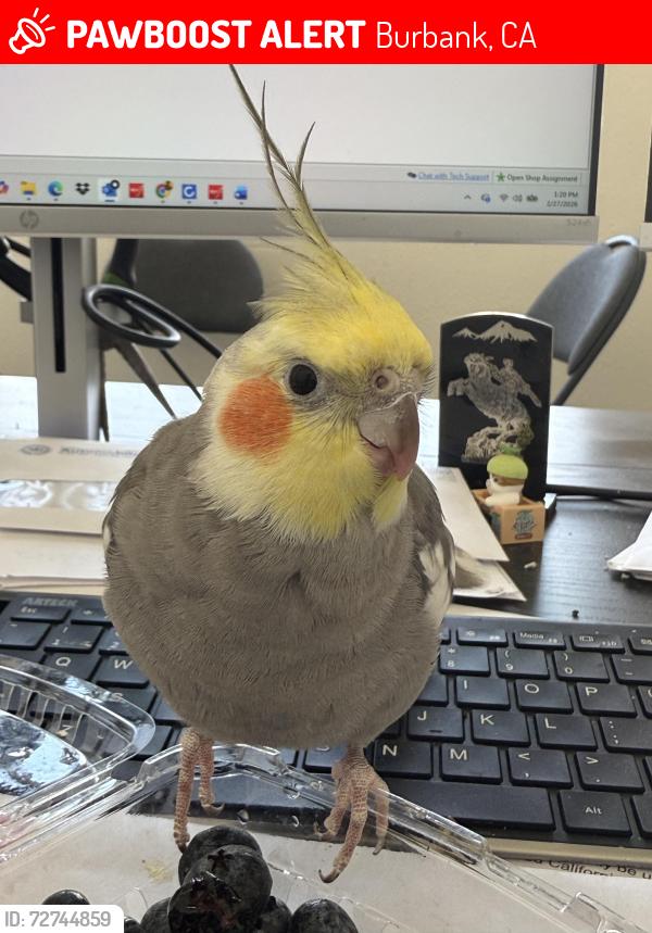 Lost Male Bird last seen By 24 hour fitness, Burbank, CA 91504