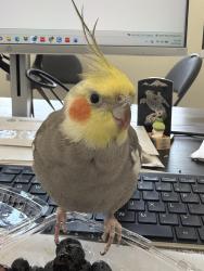 Lost Male Bird last seen By 24 hour fitness, Burbank, CA 91504