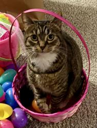 Lost Female Cat last seen Kinsrow ave, Eugene, OR 97402