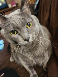 Lost Female Cat last seen 120th pl SE and 256th, Kent, WA 98030