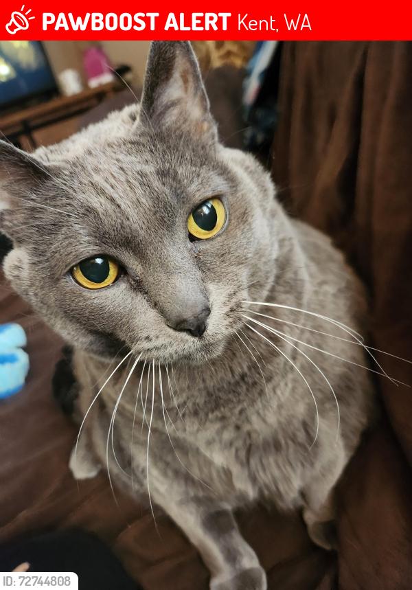 Lost Female Cat last seen 120th pl SE and 256th, Kent, WA 98030