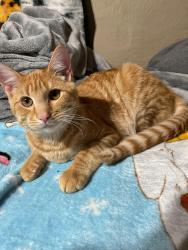 Lost Male Cat last seen Between E 16th & 17th and Crane St Sw, Rome, GA 30161